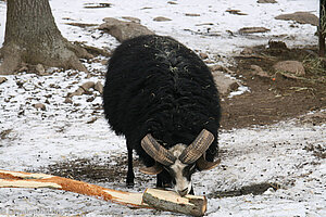 Widder im Wildgehege von Skansen