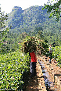 Arbeit in der Plantage