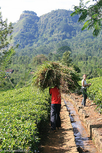 Arbeit in der Plantage