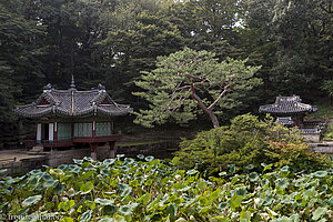 Beim Lotusteich Buyongjeong