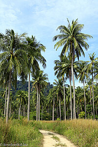 Palmenhain beim Paradise Beach von Ko Hai