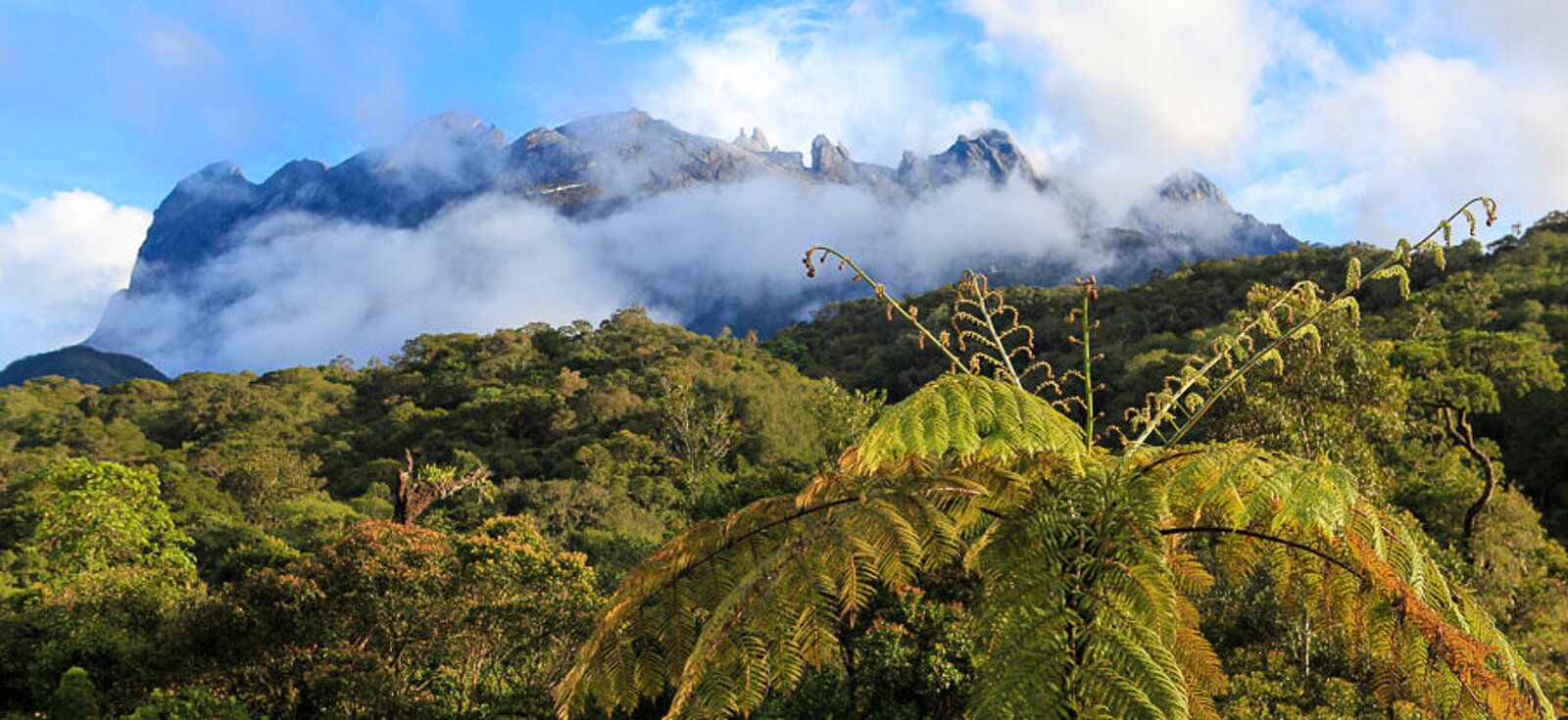 Aussicht über grüne Wälder mit Baumfarn auf den Kinabalu, Borneo