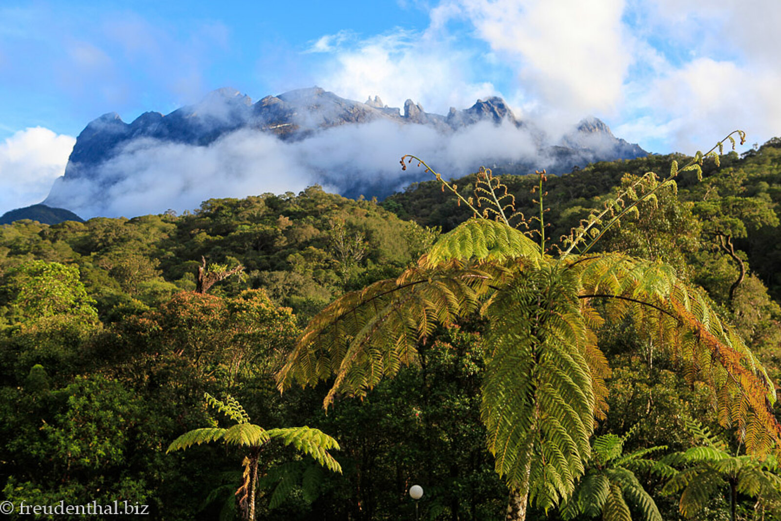 Aussicht über den dichten Regenwald Borneos auf den Gipfel des Kinabalu