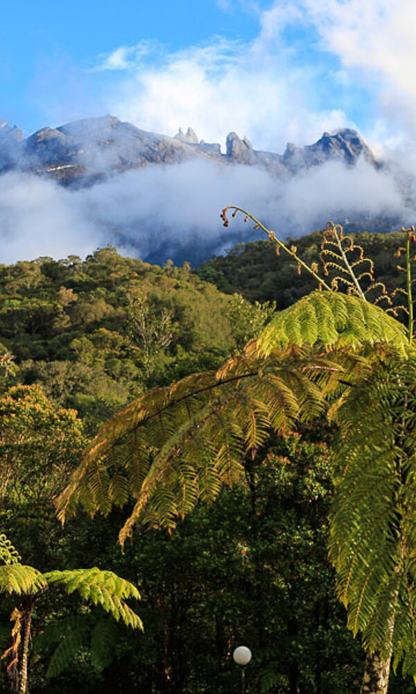 Borneo - Kinabalu Nationalpark