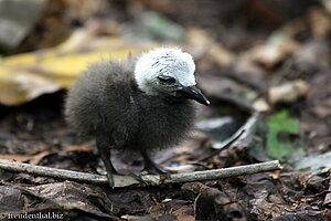 aus dem Nest gefallener Noddi (Anous stolidus) auf Cousin