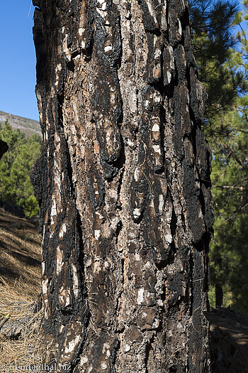 Verkohlter Stamm - Kiefern sind hart im Nehmen