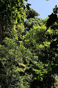 Blick ins Blätterdach beim Aguti Reserve
