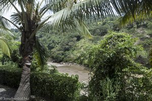 Kokospalmen entlang dem Rio Cauca