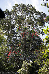 Blühende Kletterpflanze in einem Baum