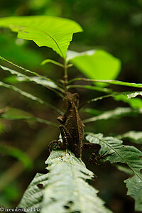 Agame im Wald beim Chiew-Lan-See