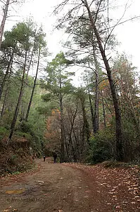 Im tiefen Wald von Zypern...