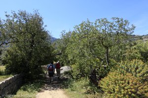 Olivenbäume bei Deià
