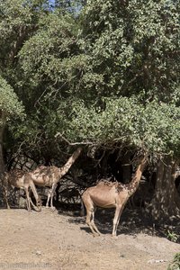 Kamele fressen die unteren Blätter der Bäume ab
