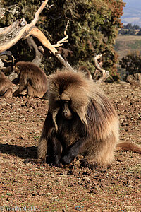 Blutbrustpaviane im Simien Nationalpark