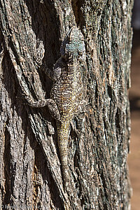 Agame am Baumstamm im Mlilwane Wildlife Sanctuary in Swasiland