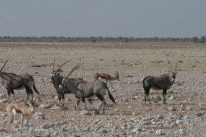 Oryx und Springbok nahe dem Camp Okaukuejo