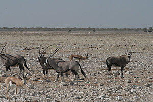 Oryx und Springbok nahe dem Camp Okaukuejo