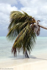 Kokosnusspalme über dem Meer