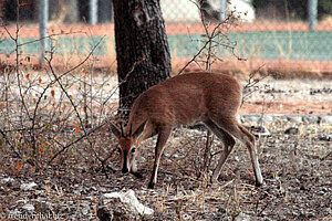 Steinbock