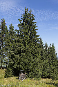 Auf dem Weg zum Nesselwanger Alpspitz