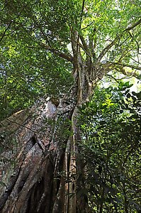 Ein Feigenbaum beim Sendero las Pailas