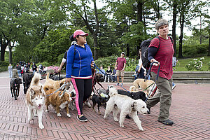 Hundesitter bei der Bethesda Terrace im Central Park