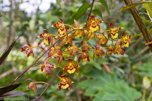 Die Stuhlträger Kolumbiens sind auch stolz auf ihre Orchideen.