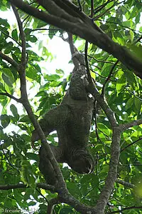 Dreizehen-Faultier im Nationalpark Manuel Antonio