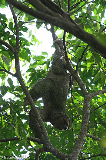 Dreizehen-Faultier im Nationalpark Manuel Antonio