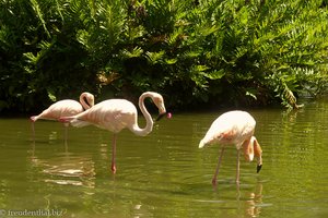 Flamingos im Iberostar Bavaro