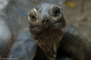 ja, auch hier gibt es Seychellen-Riesenschildkröten