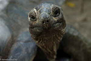 ja, auch hier gibt es Seychellen-Riesenschildkröten