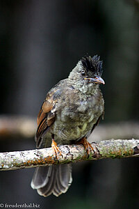 Seychellen-Bülbül, Jungvogel (Hypsipetes crassirostris)