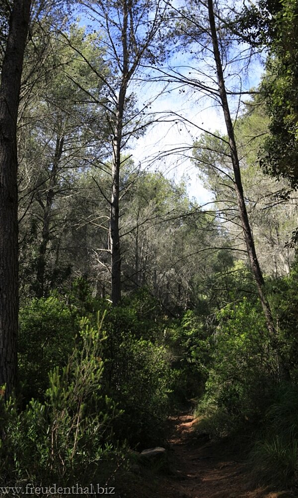 Wanderung nach Esporles