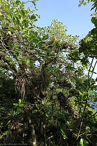 mit Tillandsien bewachsenes Dickicht auf Duvernette Island