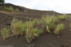 Gräser in der Vulkanlandschaft an der Ponta dos Capelinhos