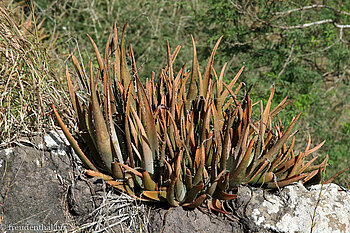 Aloe auf Fels