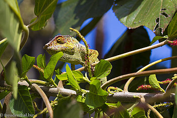 Chamäleon auf La Reunion