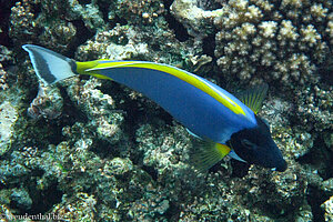 Weißkehl-Doktorfisch (Powderblue Surgeonfish, Acanthurus leucosternon) 