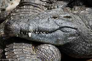 Nilkrokodil in der Vanille Crocodile Farm