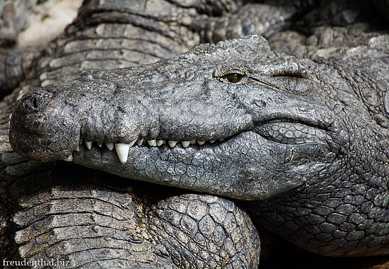 Krokodile beim La Vanille Nature Park