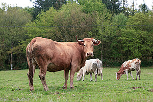 Galicische Rinder am Jakobsweg