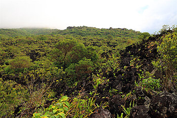 Blick über das Lavafeld von 1968