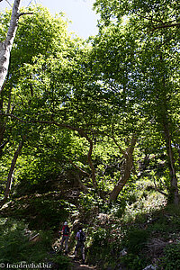 Wanderweg nach Curral das Freiras