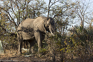 Elefant in der Abendsonne beim Shingwedzi-Camp