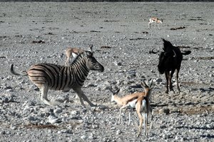 Zebra, Springbok und Gnu im Etosha Nationalpark