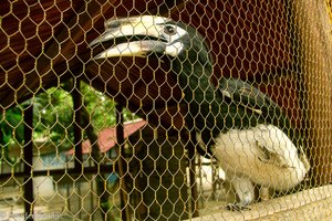 Angkor Zoo - armer Hornvogel