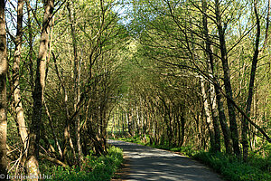 Waldstraße auf dem Jakobsweg