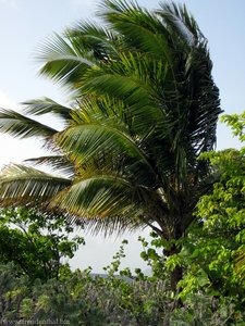 nach Huricane Ivan gepflanzte Palme auf Sandy Island