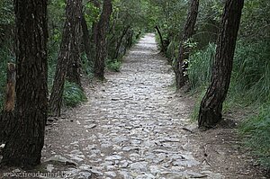 Wanderweg zwischen Flaumeichen